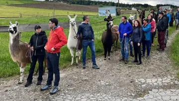 Llamas stand on a path and are kept by people.