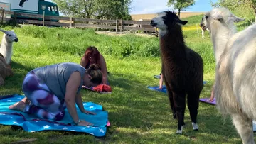 Yogahaltung mit Lamas in einer grünen Wiese im Freien.