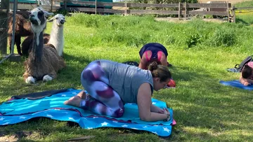 Frauen machen Yoga auf Matten, während Lamas zuschauen.