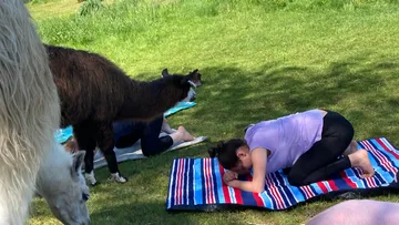 Lama steht neben Personen, die auf Matten entspannen.