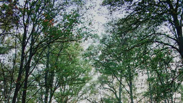 Trees stand tall, leaves glow in soft light.
