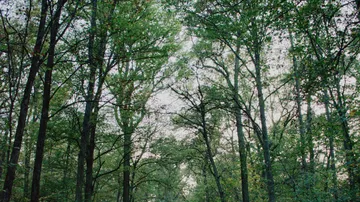 Hohe Bäume mit grünen Blättern stehen in einem Wald.