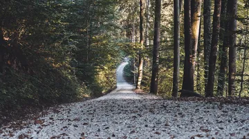 A gravelly path snakes through a forest.