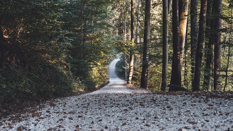 Ein kiesiger Weg schlängelt sich durch einen Wald.