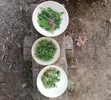 Three bowls of fresh herbs on a wooden rack
