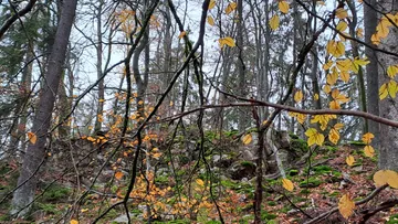 Trees with yellow leaves grow on a wooded slope.