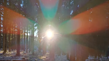 Sun shines through trees in the winter forest.