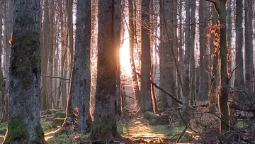 Sunbeams shine through trees in the forest.