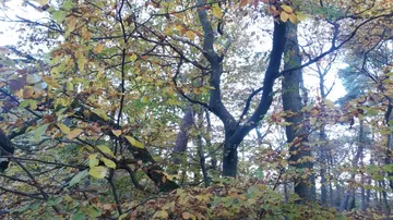 Bäume mit buntem Laub im herbstlichen Wald.