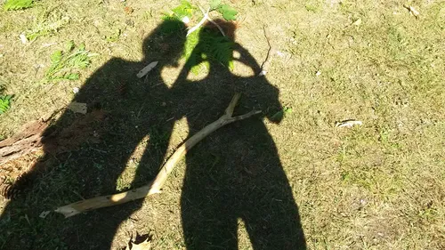 Schatten von zwei Personen halten einen Stock im Gras.