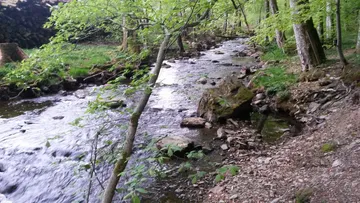 Ein Bach fließt durch einen grünen Wald mit Steinen.