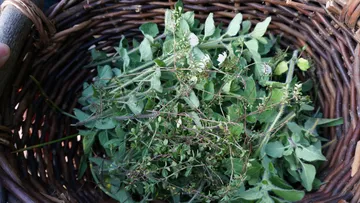 Basket of fresh herbs collected outdoors