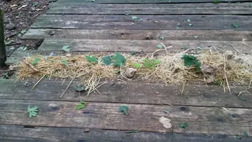 Stroh mit Pflanzen liegt auf Holzplanken im Wald.