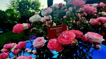 Roses bloom impressively next to a blue swimming pool.