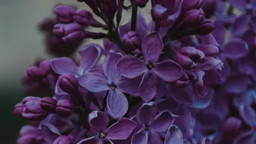 Purple flowers bloom surrounded by green leaves.