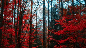 Bright red leaves surround tall trees in the forest.
