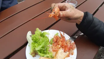 One hand holds a shrimp over a plate of salad.
