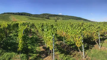Weinreben wachsen, schön angeordnet im sonnigen Weinberg.