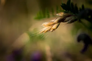 Grain stalk gently swings in the wind in the background.
