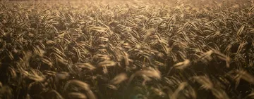 Golden cornfield sways gently in the wind under sunlight.