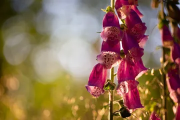 Purple flowers hang in soft, blurred light.