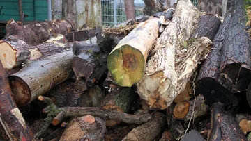 Failures of logs lie on top of each other in a backyard.