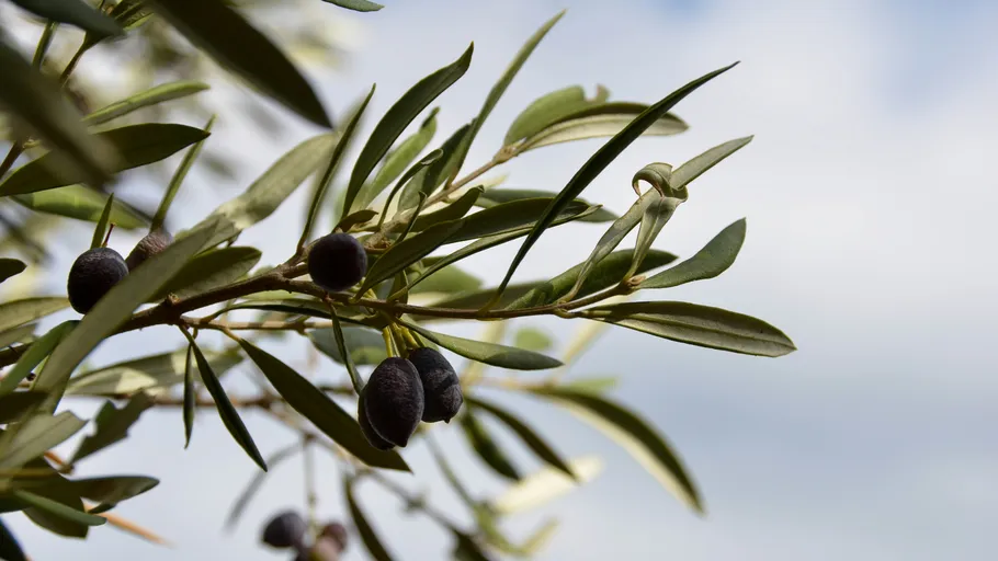 Olive branch with fruit, growing under cloudy sky.