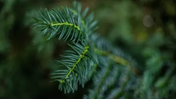 Grüne Tannenzweige wachsen in einem dichten Wald.