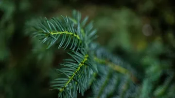 Close-up of green pine needles outdoors.