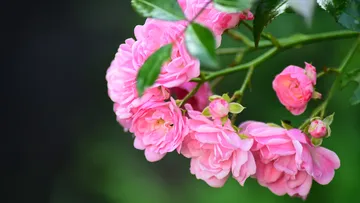 Pink flowers hang from a green branch in the garden.