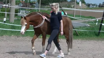 Pferd wird von einer Person in einem Reitplatz geführt.