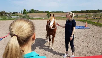Pferd steht ruhig, Trainerin interagiert auf einem Reitplatz.