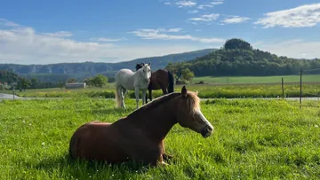 Einfriedete Wiese mit mehreren Pferden, eines liegt.