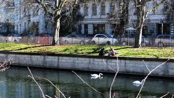 Swans swim in water; people relax on the shore.