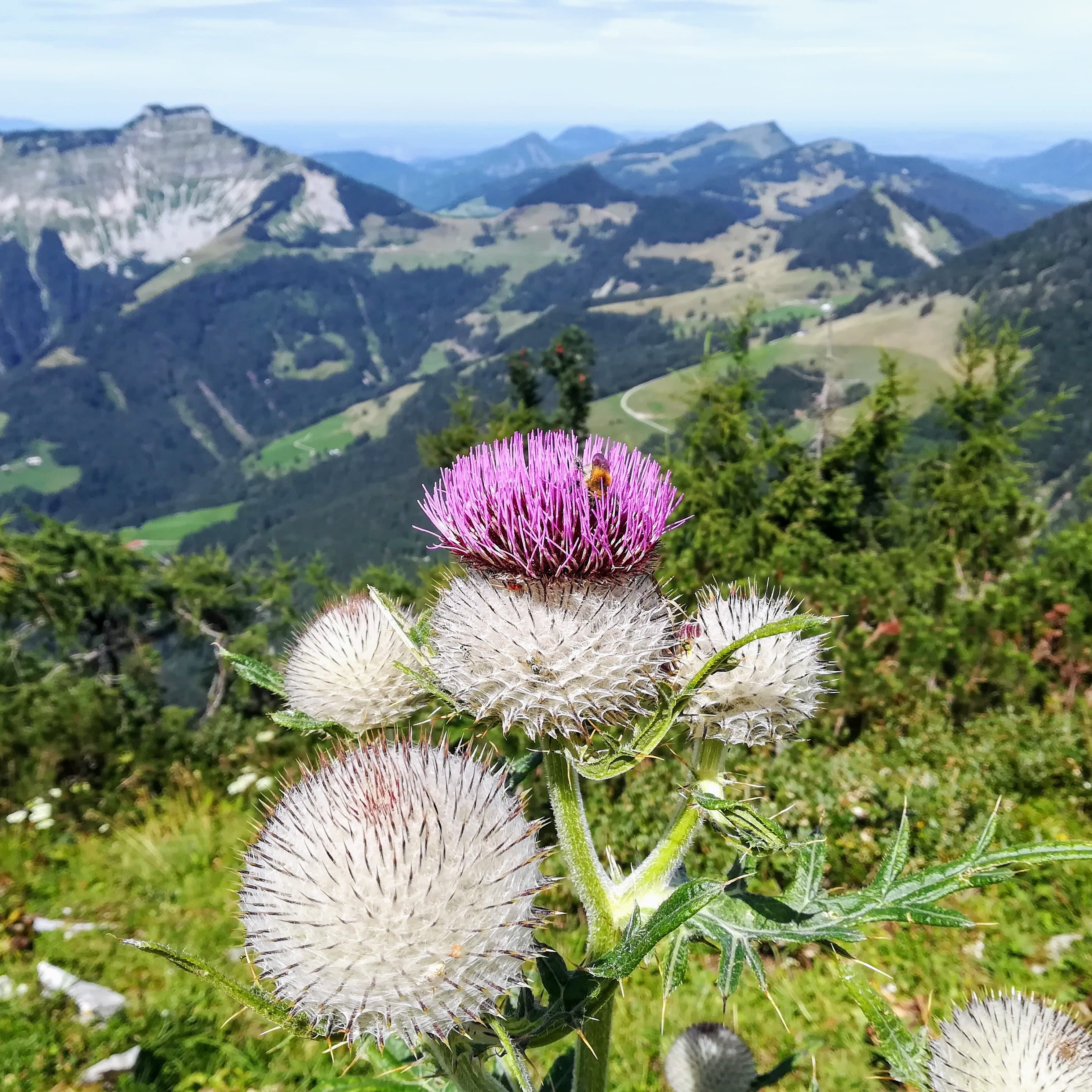 Wildkräuterküche - Wanderung mit Kräuterkochen in Salzburg
