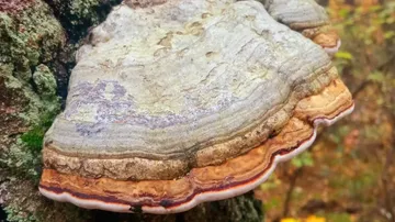 A mushroom grows on a tree trunk in the forest.