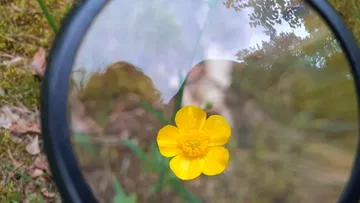 Gelbe Blume durch eine Lupe betrachtet, umgeben von Gras.