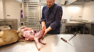 A man cuts up an animal in a kitchen environment.
