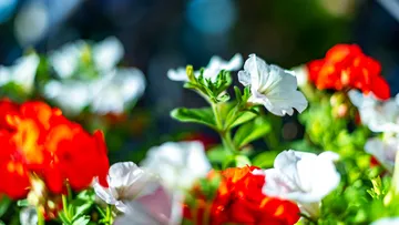 Bunte Blumen blühen im Garten, umgeben von grünem Laub.