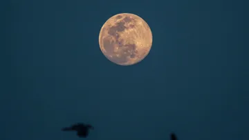 Voller Mond schimmert am Himmel, Vögel fliegen darunter.