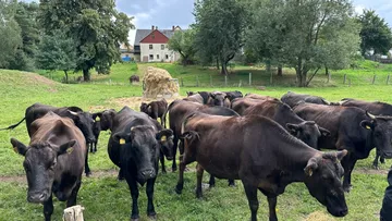 Black cows graze in a green pasture with houses.