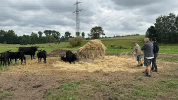 Cows eat hay while people spread it out in the meadow.