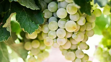 Green grapes hang on a vine in the sun.
