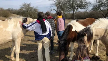 Pferde stehen in der Nähe von Menschen auf einer Wiese.