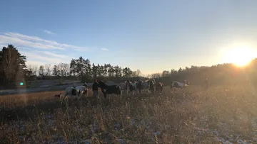 Pferde grasen im Feld während der Sonnenuntergangsszene.