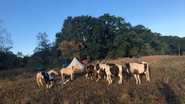 Pferde grasen auf einer Wiese, umgeben von Fahrzeugen und Bäumen.