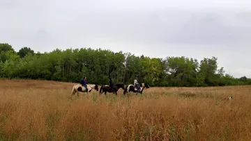 Reiter auf Pferden durch ein hohes Feld unterwegs.