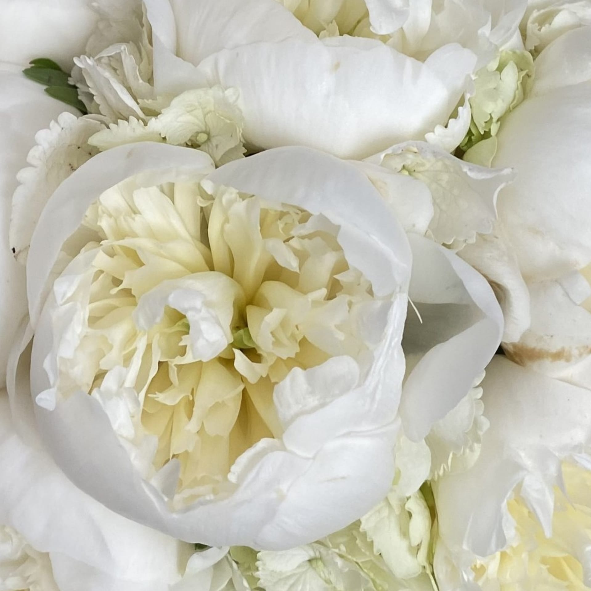 Pfingstrosen Bouquet - Blumen Strauß binden Hamburg