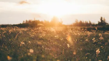 Sunset over a field of wild grass.