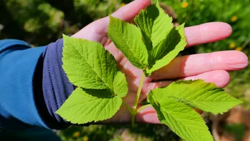 Green leaves lie on one hand in sunlight.